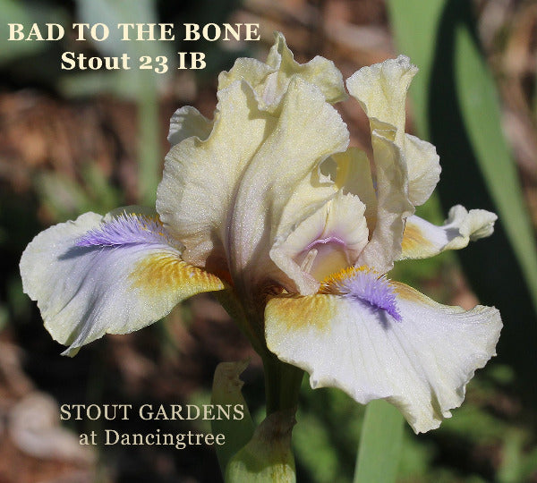 Iris Bad To The Bone