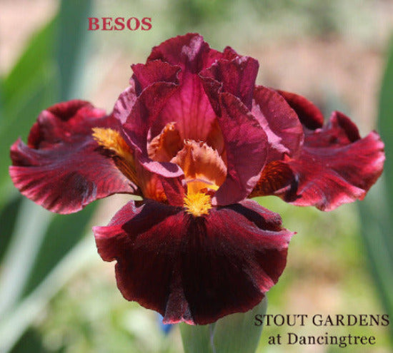 Dark red intermediate bearded iris flower named 'BESOS' at 'STOUT GARDENS at Dancingtree'.