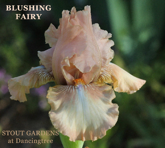 Pink and white intermediate bearded iris flower named 'Blushing Fairy' available at 'Stout Gardens at Dancingtree'.