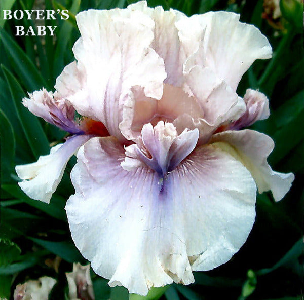 A close-up image of the tall bearded iris 'Boyer's Baby' flower with pale pinkish tones, triple layered flounces, at 'Stout Gardens At Dancingtree'.