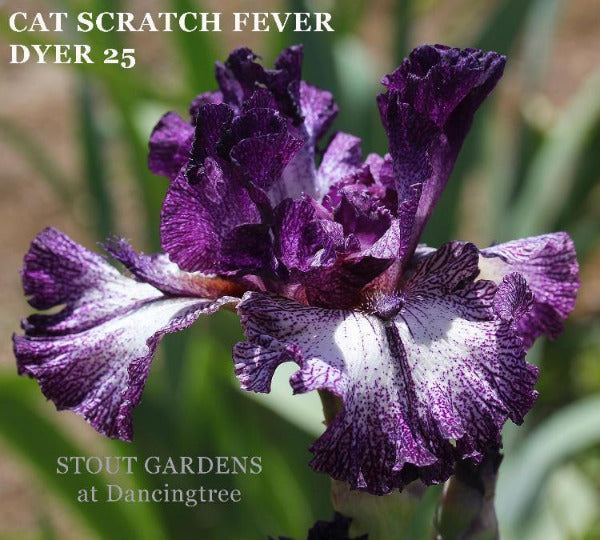 Tall bearded iris flower, 'Cat Scratch Fever', displaying a white flower with heavy purple plicata pattern at 'Stout Gardens at Dancingtree'.