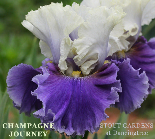 A champagne yellow over purple bi-color tall bearded iris called 'Champagne Journey' at 'Stout Gardens at Dancingtree'.