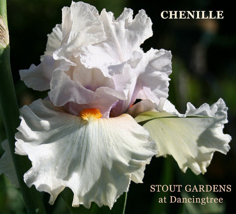 Iris Chenille