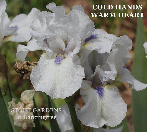 White intermediate bearded iris flowers named 'Cold Hands Warm Heart' at 'Stout Gardens at Dancingtree'.