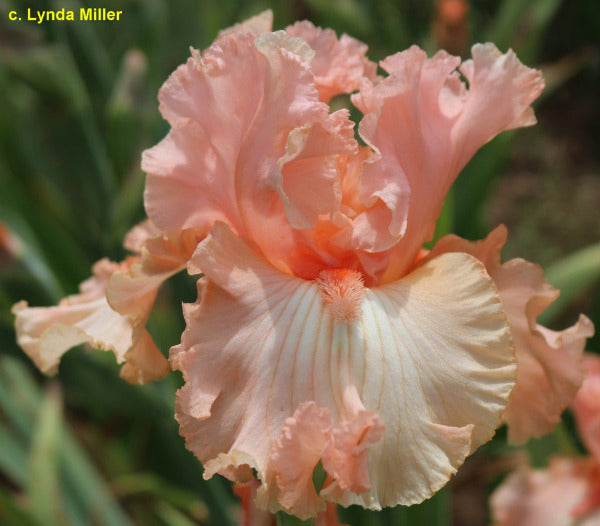 Close-up of a pink space-age tall bearded iris flower with a blurred green background by Lynda Miller.