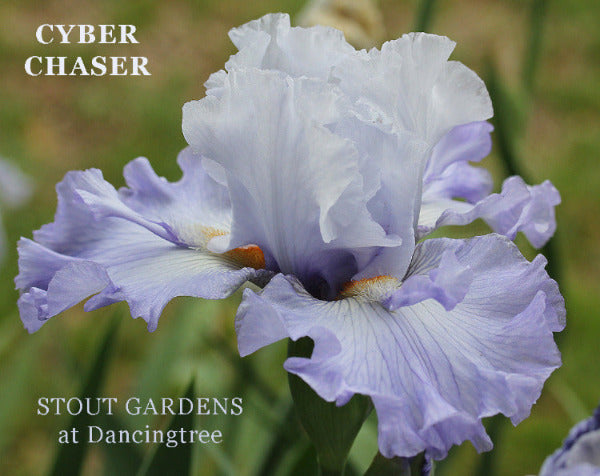 Light violet tall bearded iris flower named 'Cyber Chaser' at 'Stout Gardens at Dancingtree'.