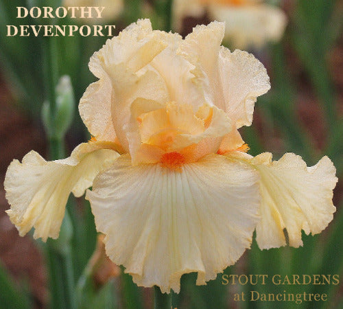 Peach colored tall bearded iris 'Dorothy Devenport' shown at 'Stout Gardens At Dancingtree'.