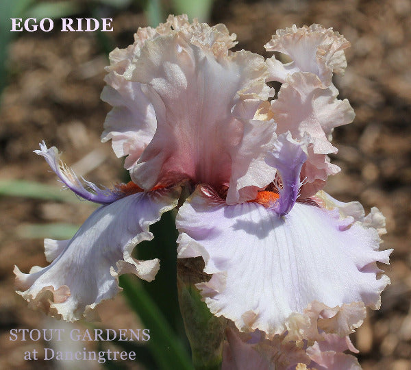 Tall bearded iris 'EGO RIDE' displaying pink ruffled flower with long purple flounces 'Stout Gardens At Dancingtree'.