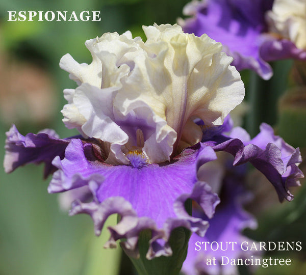 A close-up image of the Iris 'Espionage' flower with light beige yellow and violet blue petals, well ruffled, at 'Stout Gardens At Dancingtree'.