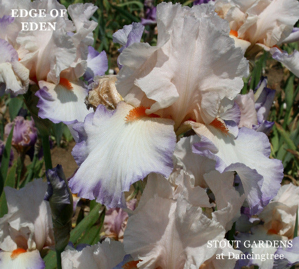 White, pink and purple tall bearded iris flower 'Edge of Eden' at 'Stout Gardens at Dancingtree'.