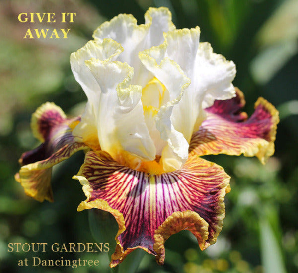 Showy multicolored tall bearded iris flower from yellow rim on standards and falls to falls lined in magenta rose. Named 'Give It Away' shown at 'Stout Gardens at Dancingtree'.
