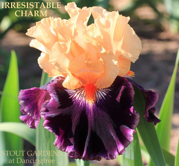 Tall bearded iris flower with peach and purple petals, labeled 'Irresistible Charm' from 'Stout Gardens at Dancingtree' .
