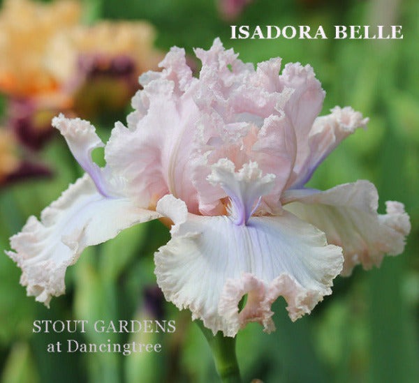 Pink space-age tall bearded iris flower with 'Isadora Belle' branding and 'Stout Gardens at Dancingtree' text.
