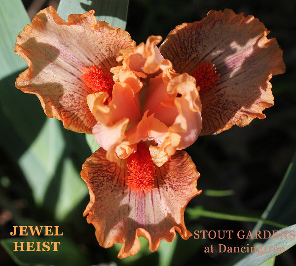 Pink and orange standard dwarf bearded iris 'Jewel Heist' available from 'Stout Gardens at Dancingtree'.