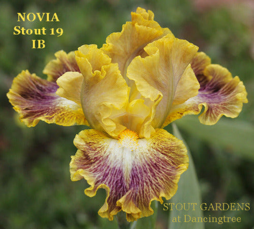 A close-up image of a yellow and purple intermediate bearded Iris flower named 'NOVIA' by Hugh Stout Jr. available at 'Stout Gardens at Dancingtree'.