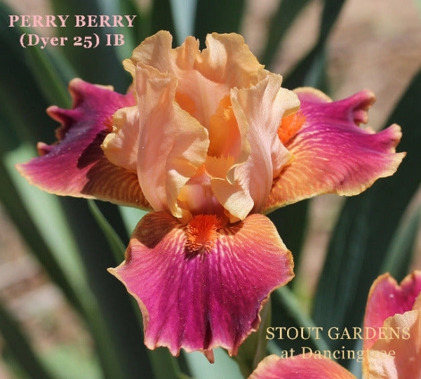 Orange and pink intermediate bearded iris named 'Perry Berry' available at 'Stout Gardens at Dancingtree'.