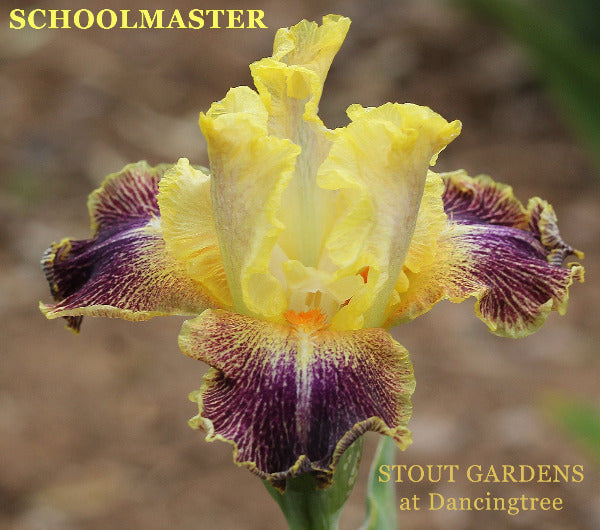 Yellow and purple luminata border bearded iris flower named 'Schoolmaster' at 'Stout Gardens at Dancingtree'.