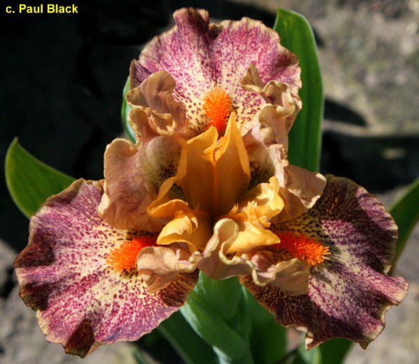 purple and tan plicata standard dwarf bearded iris called 'See No Evil' available at 'Stout Gardens at Dancingtree'.