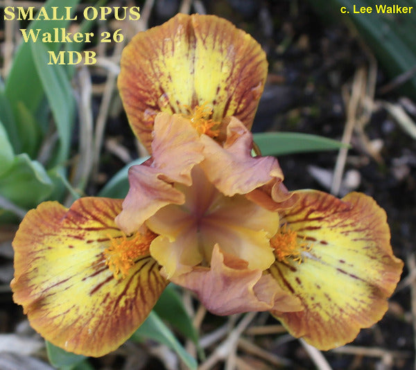 Brown and yellow plicata miniature dwarf bearded iris flower called 'Small Opus' available at 'Stout Gardens at Dancingtree'.