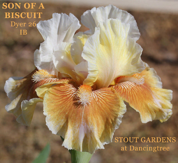White and yellow intermediate bearded iris flower named 'Son Of A Biscuit' available at 'Stout Gardens at Dancingtree'.