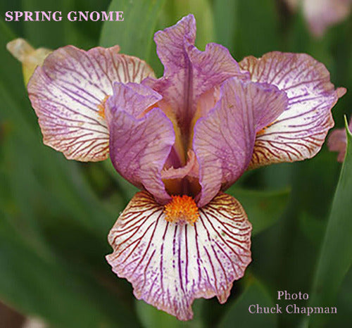 A close-up image of a purple and white striped standard dwarf bearded Iris called 'Spring Gnome' at 'Stout Gardens at Dancingtree'.