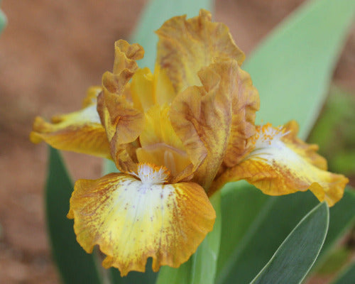 Yellow and brown plicata miniature dwarf bearded iris flower called 'Teacup Sonata' available at 'Stout Gardens at Dancingtree'.