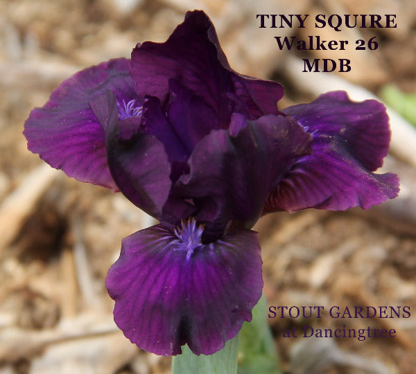 Purple miniature dwarf bearded iris flower called 'Tiny Squire' available at 'Stout Gardens at Dancingtree'.