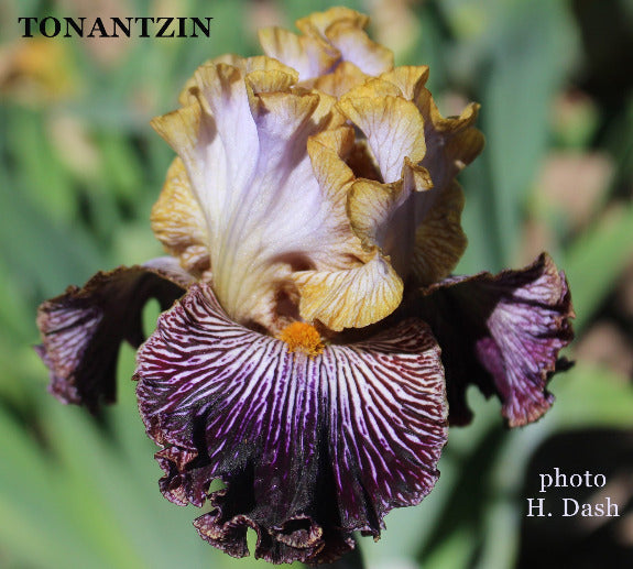 Close-up of a bronze and purple tall bearded iris flower with 'TONANTZIN' and 'photo H. Dash' text.