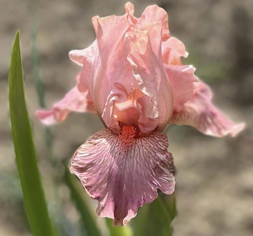 Pink intermediate bearded broken color Iris flower named 'Yam Jam' available at 'Stout Gardens at Dancingtree'.