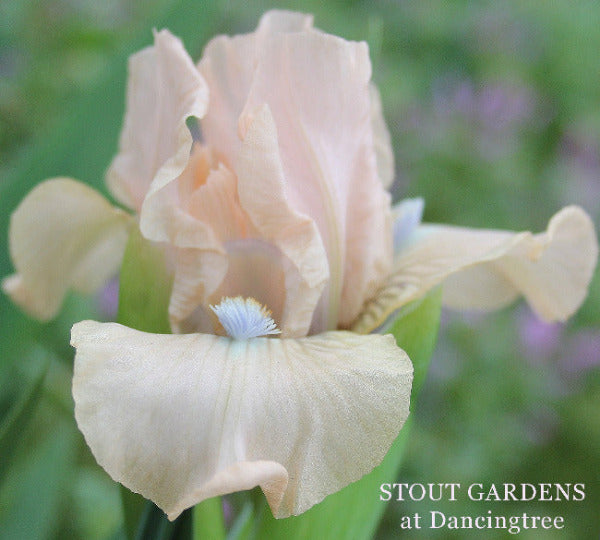 Pink standard dwarf bearded iris called 'Zuzu's Petals' by Hugh Stout Jr. at 'Stout Gardens at dancingtree'.