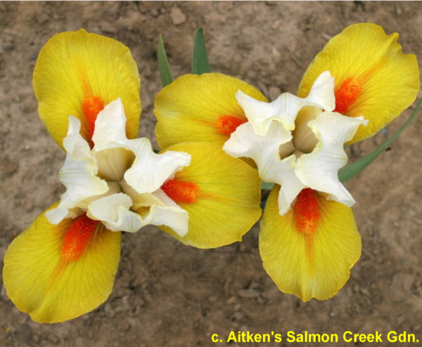 A close-up of yellow and white standard dwarf bearded iris with orange centers 'Bennetts Legacy' at 'Stout Gardens at Dancingtree'.