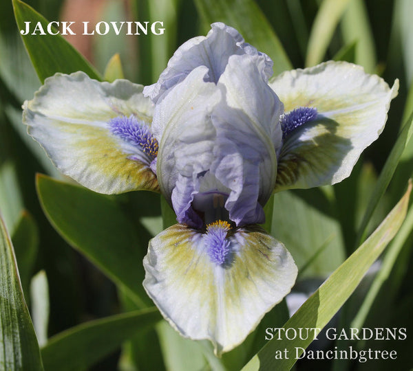 Iris Jack Loving