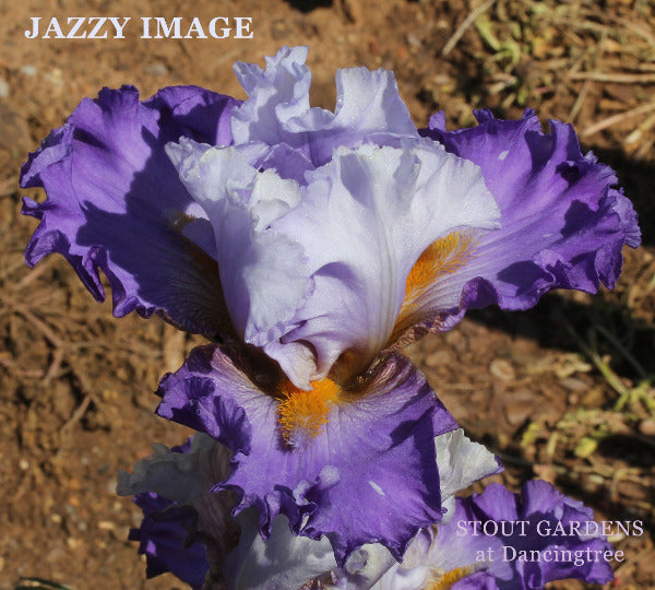 Iris Jazzy Image