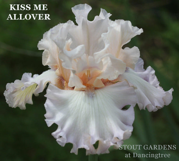 Iris Kiss Me All Over