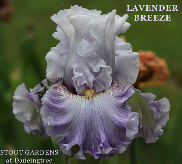 Iris Lavender Breeze