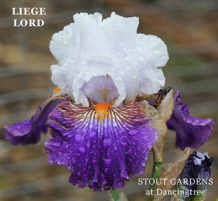 Iris Liege Lord