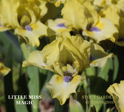 Iris Little Miss Magic