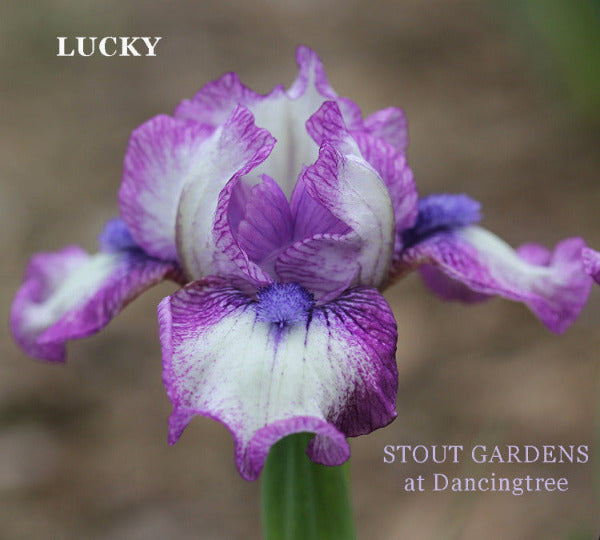 Iris Lucky