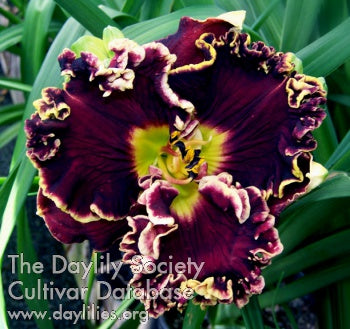 Daylily Magician's Magic