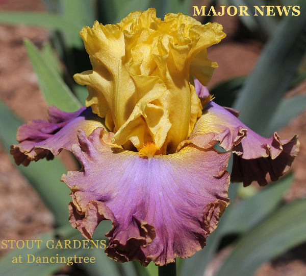 Iris Major News