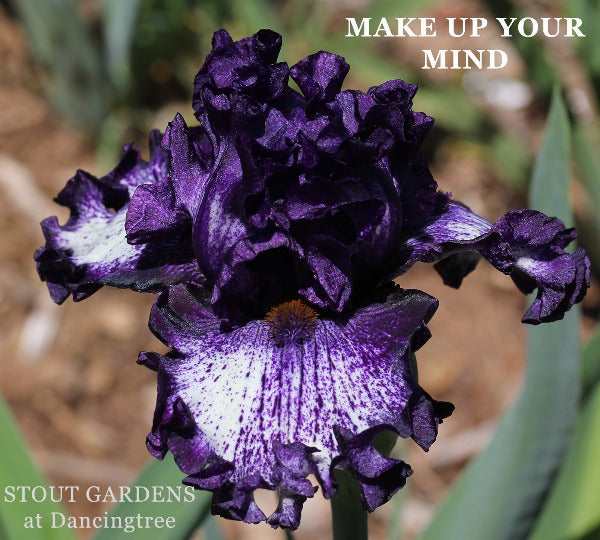 Iris Make Up Your Mind