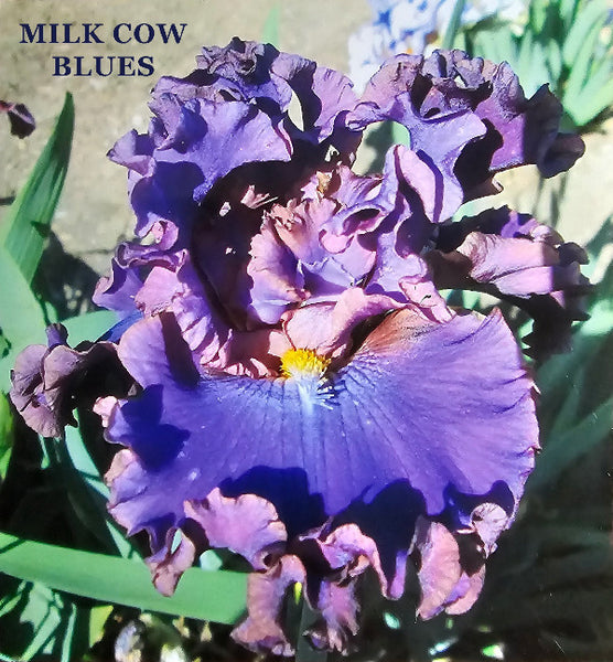 Iris Milk Cow Blues