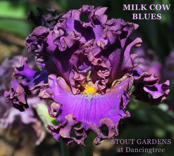 Close-up of ruffled blue and purple tall bearded iris 'Milk Cow Blues' at 'Stout Gardens At Dancingtree'.