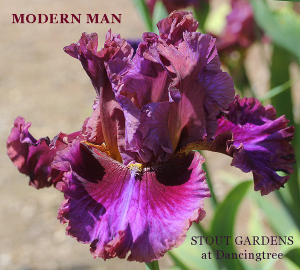 Iris Modern Man
