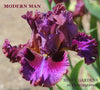 Iris Modern Man