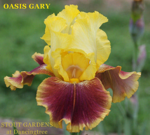 Iris Oasis Gary