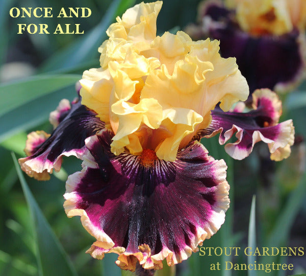 Iris Once And For All