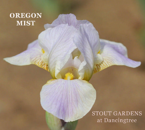 Iris Oregon Mist