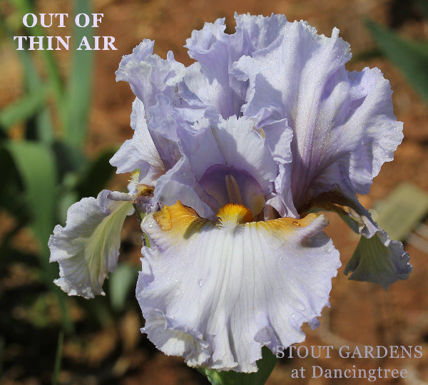 Iris Out Of Thin Air