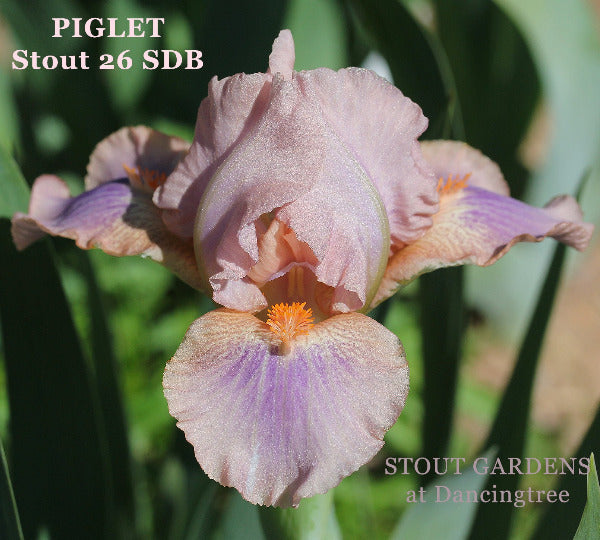 Iris Piglet